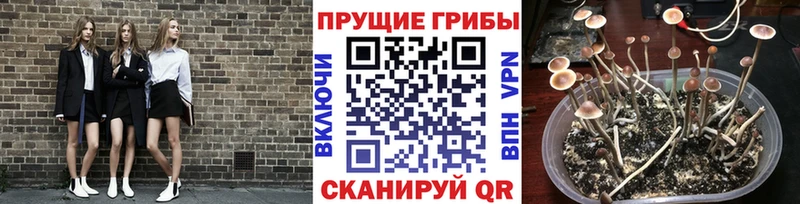 дарк нет наркотические препараты  Семёнов  Галлюциногенные грибы прущие грибы 